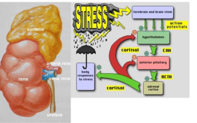 COLLANA “PILLOLE DI APPLIED KINESIOLOGY”: STRESS SURRENALICO E POSTURA