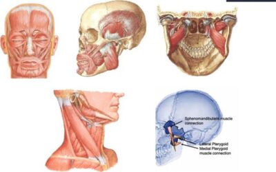 Filogenesi del sistema stomatognatico: da organo viscerale a organo emozionale