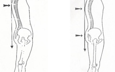 Importanza del Terreno Biotipologico in Ortognatodonzia